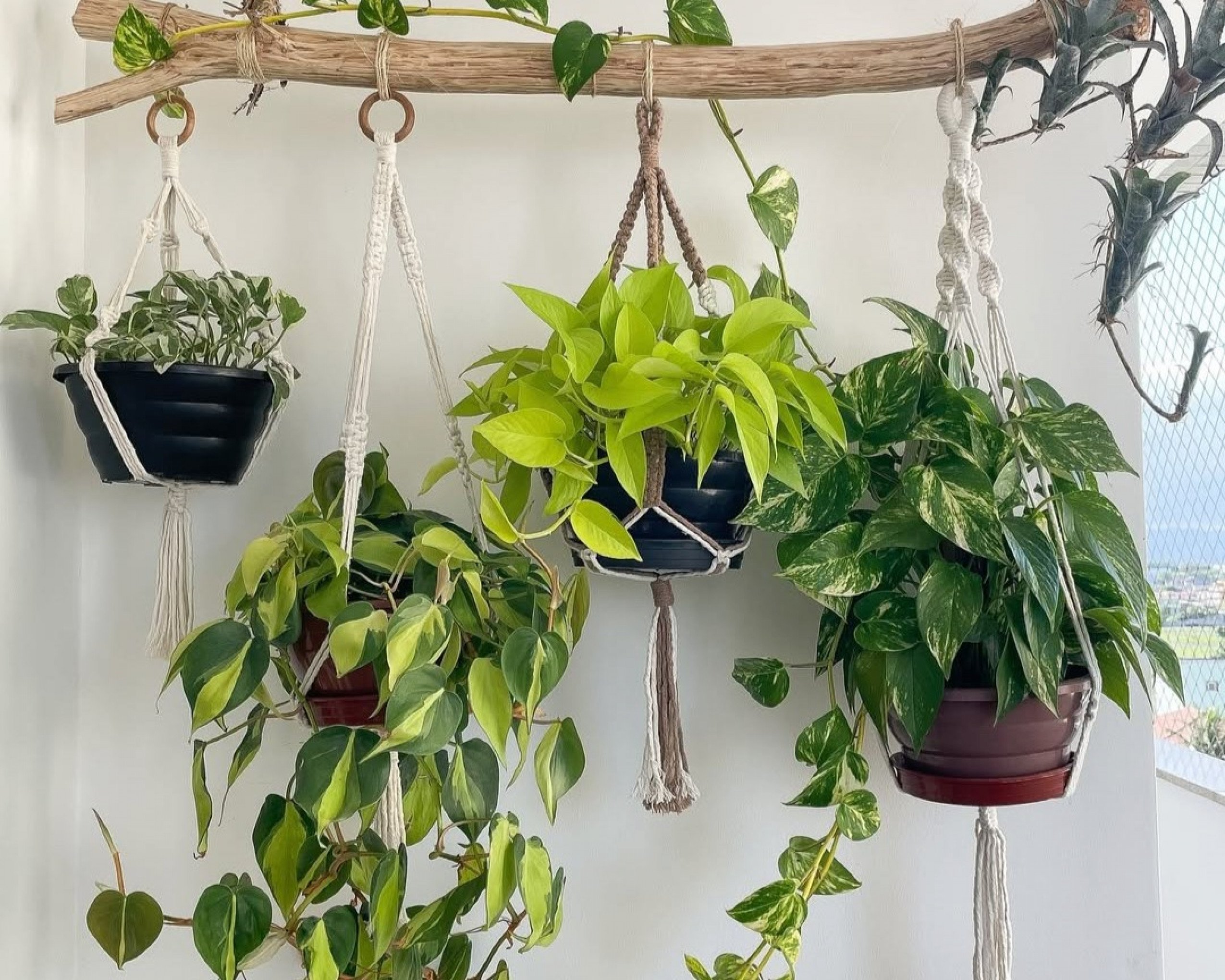 As plantas suspensas também trazem charme para o décor | abc+