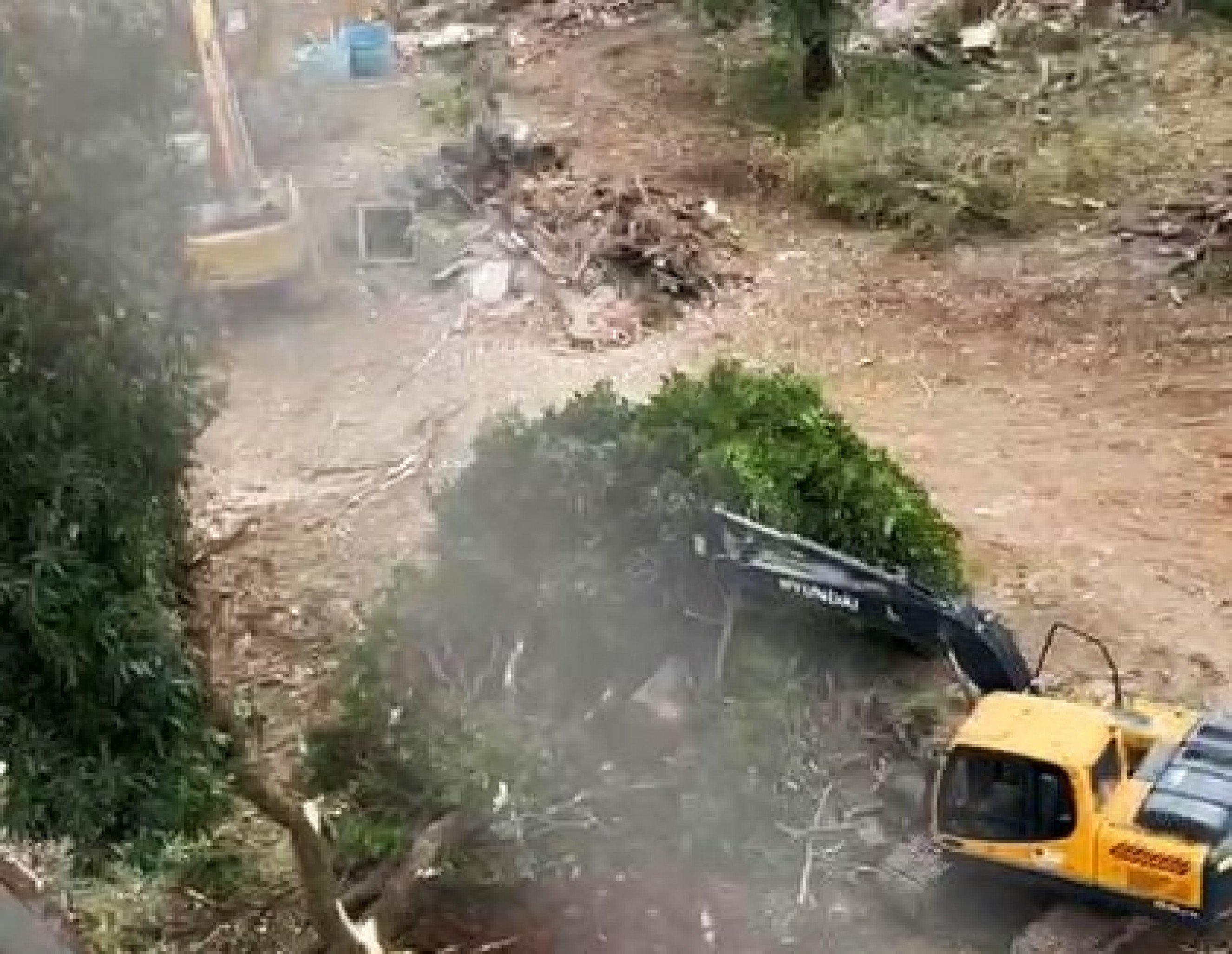 Animais fugindo no asfalto e árvores nativas no chão: limpeza de área é denunciada à Prefeitura de Canoas