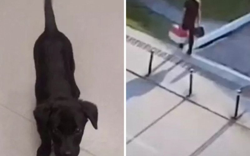 Homem foi preso após abandonar cachorro em aeroporto | abc+