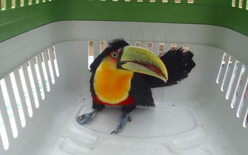 Ave passará por avaliação veterinária, tratamento e posterior soltura | abc+