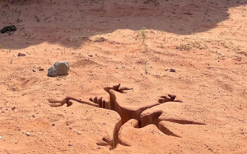Coyote vs Acme chega aos cinemas brasileiros em 2026 | abc+