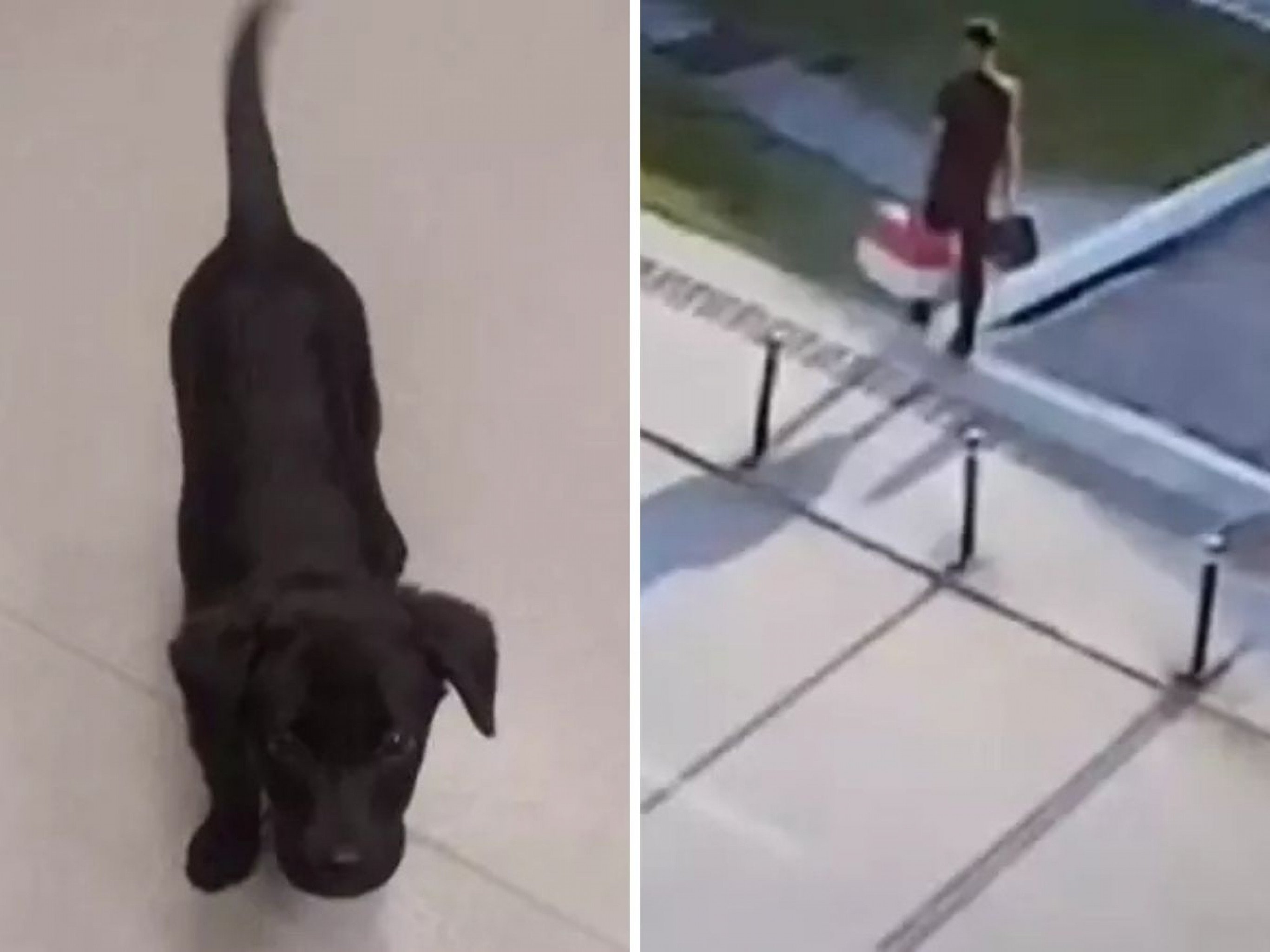 Homem abandona cão dentro de caixa de transporte após não conseguir embarcar com animal no aeroporto de Florianópolis