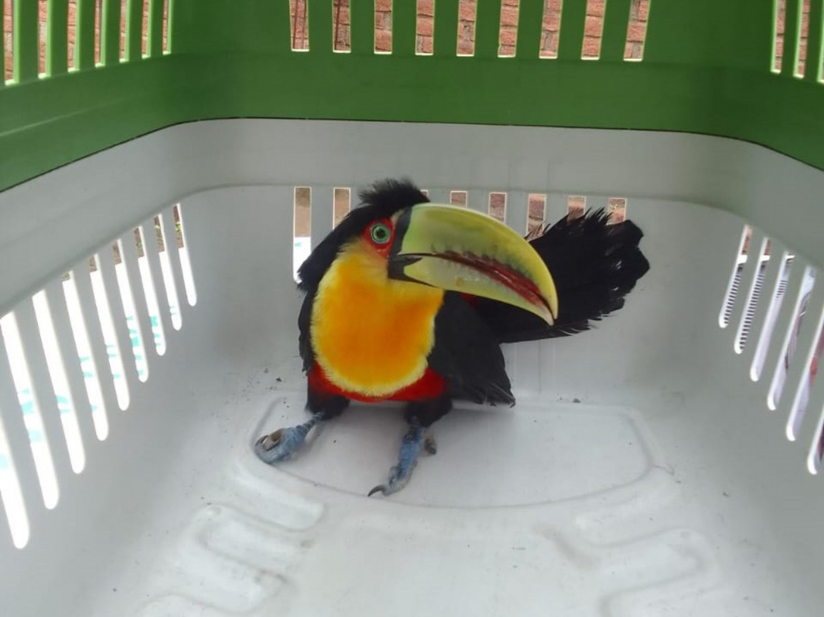 Tucano é resgatado em estrada de Novo Hamburgo