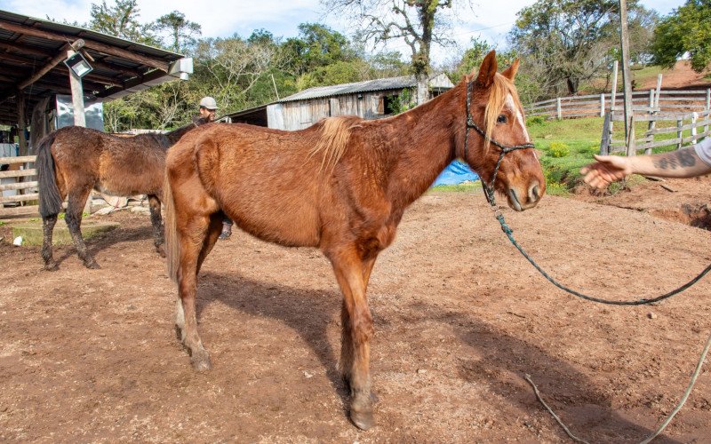 Atualmente, 41 equinos resgatados em São Leopoldo estão na Gestta, empresa de Cachoeirinha que abriga esses animais