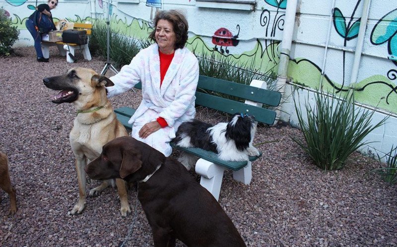 Os cães, são conduzidos pela Sempa, após receberem todos os cuidados de vacinas e demais proteções, como o banho