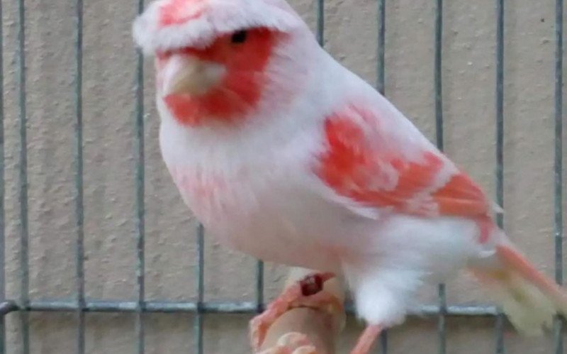 Depois de dois anos, aves e pássaros voltam à Expointer | abc+