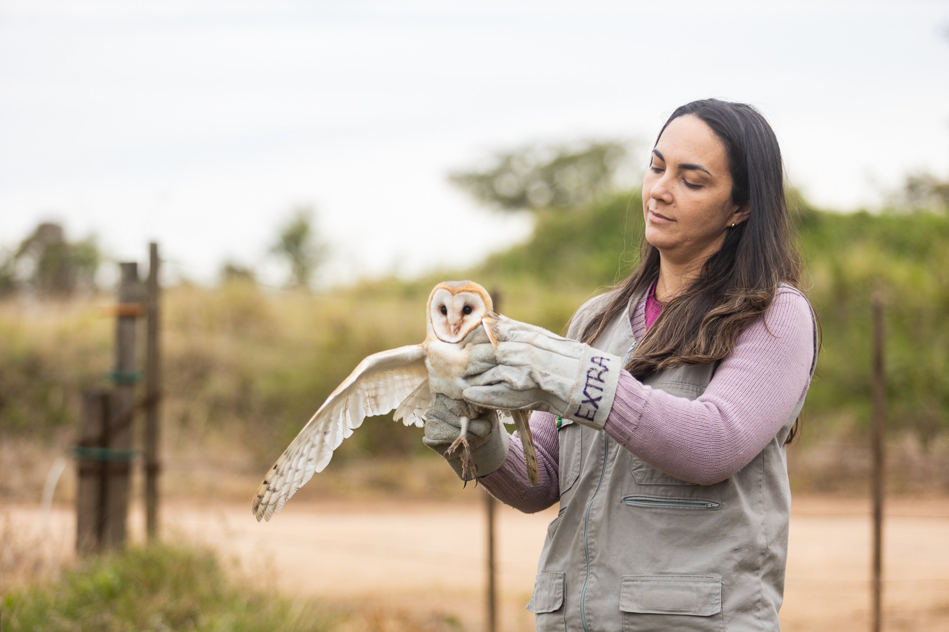 VÍDEO: Corujas voltam à natureza após reabilitação no Zoo de Canoas