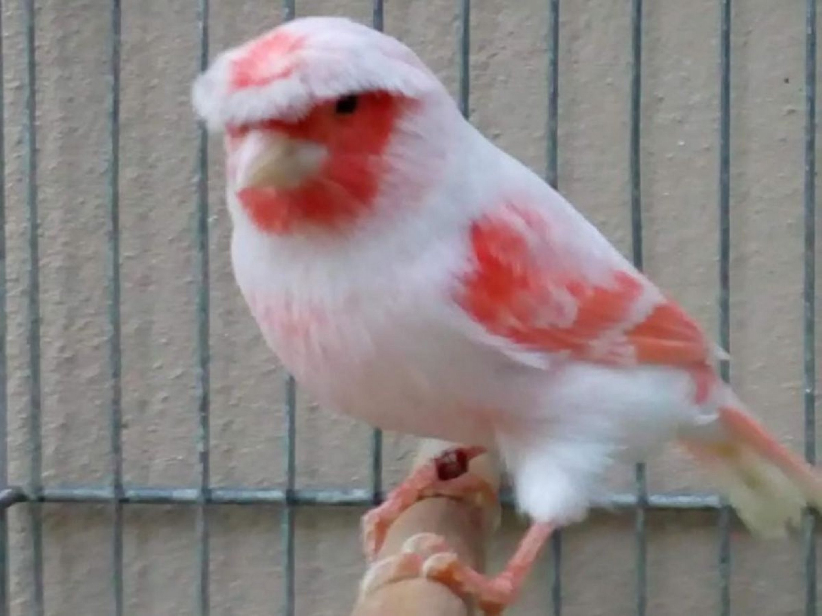 EXPOINTER: Edição de 2025 do evento marca retorno de aves e pássaros após dois anos