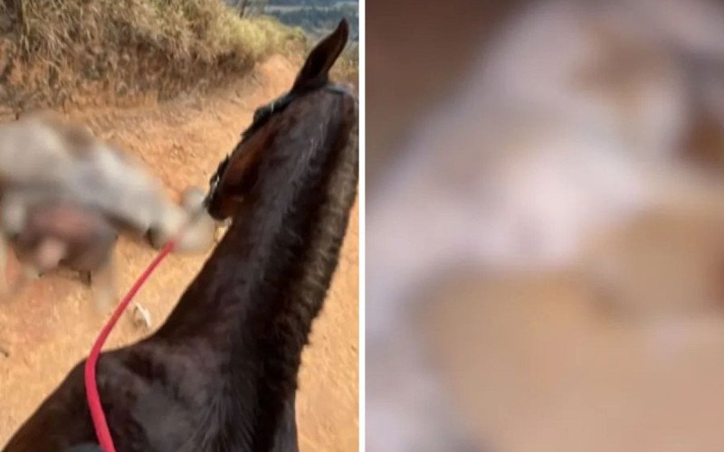 Cavalo estava vivo durante mutilação | abc+