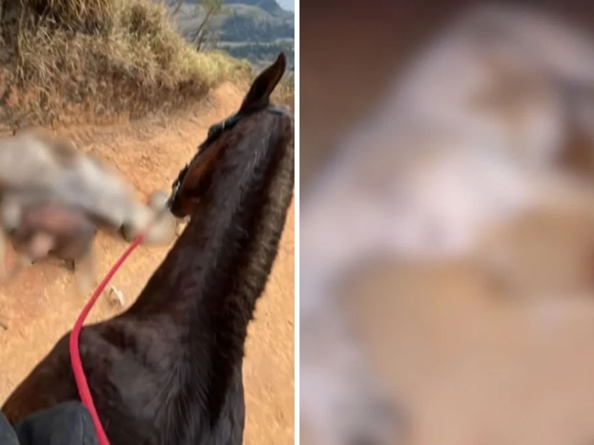 Cavalo estava vivo quando teve patas decepadas pelo dono, diz nova perícia