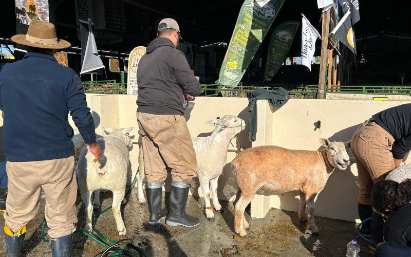 O "banho" dos ovinos na Expointer