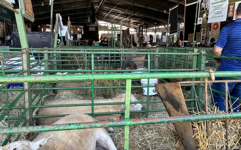 Primeiro dia de Expointer, pavilhão dos animais | abc+