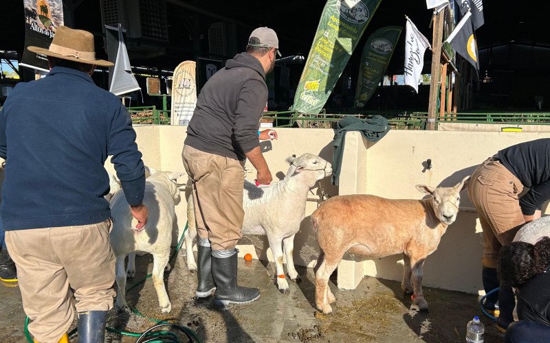 O "banho" dos ovinos na Expointer
