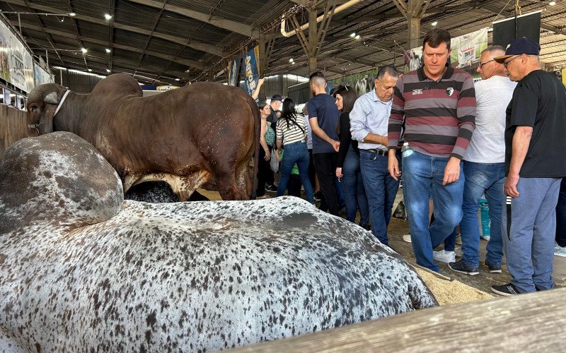 Animais na Expointer 2025