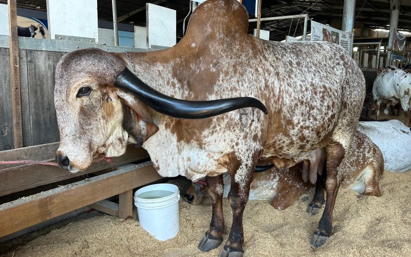 Animais na Expointer 2025