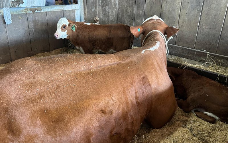 Animais na Expointer 2025