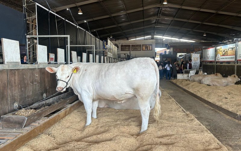 Animais na Expointer 2025