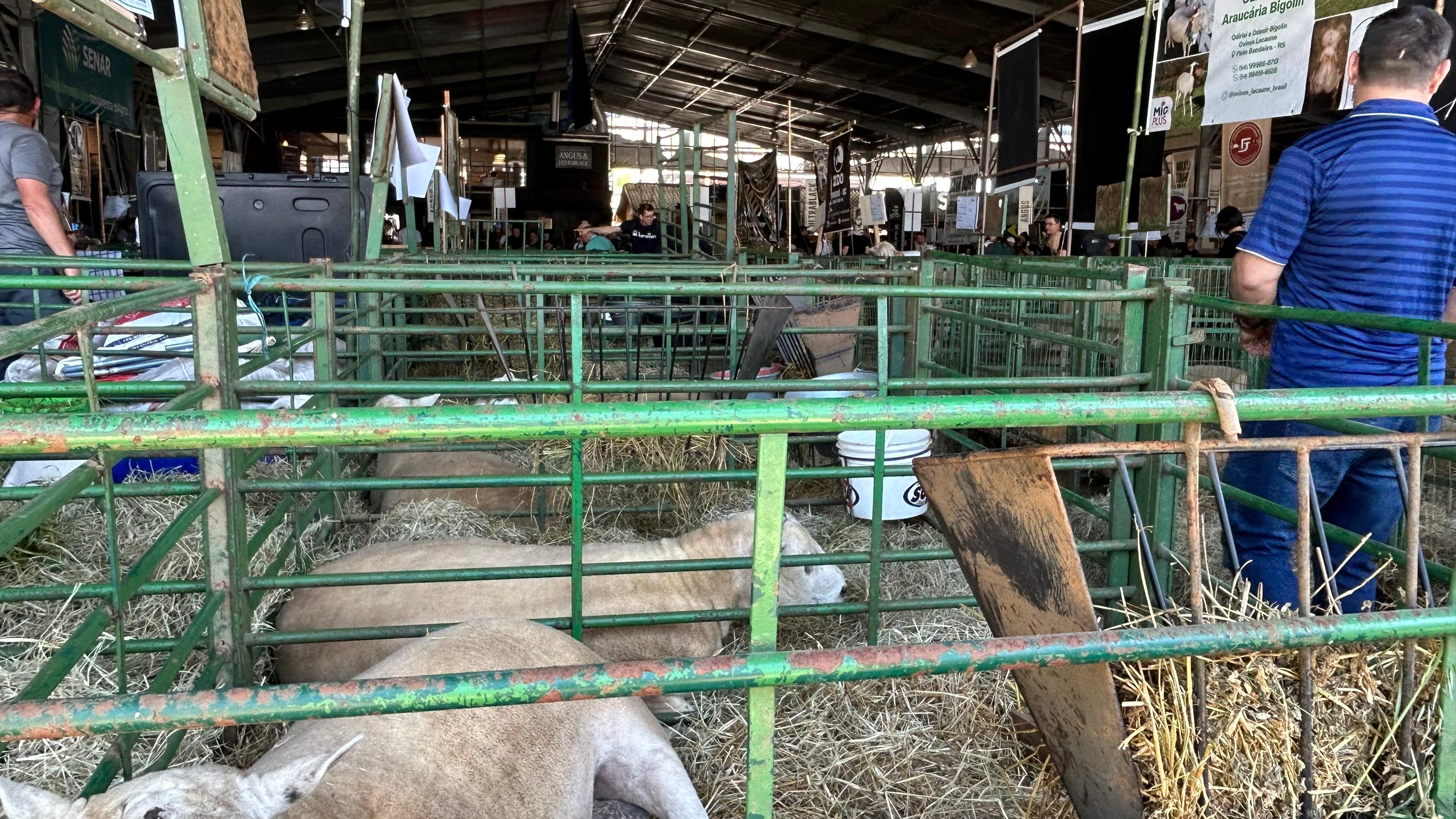 EXPOINTER: Parque Assis Brasil tem queda de energia no primeiro dia de feira