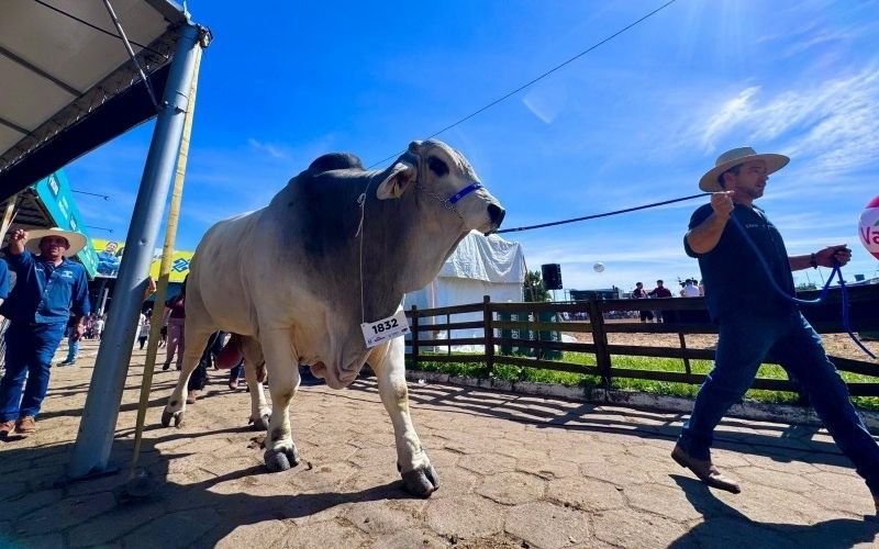 EXPOINTER: Conheça o touro que ficou com o título de animal mais pesado da feira