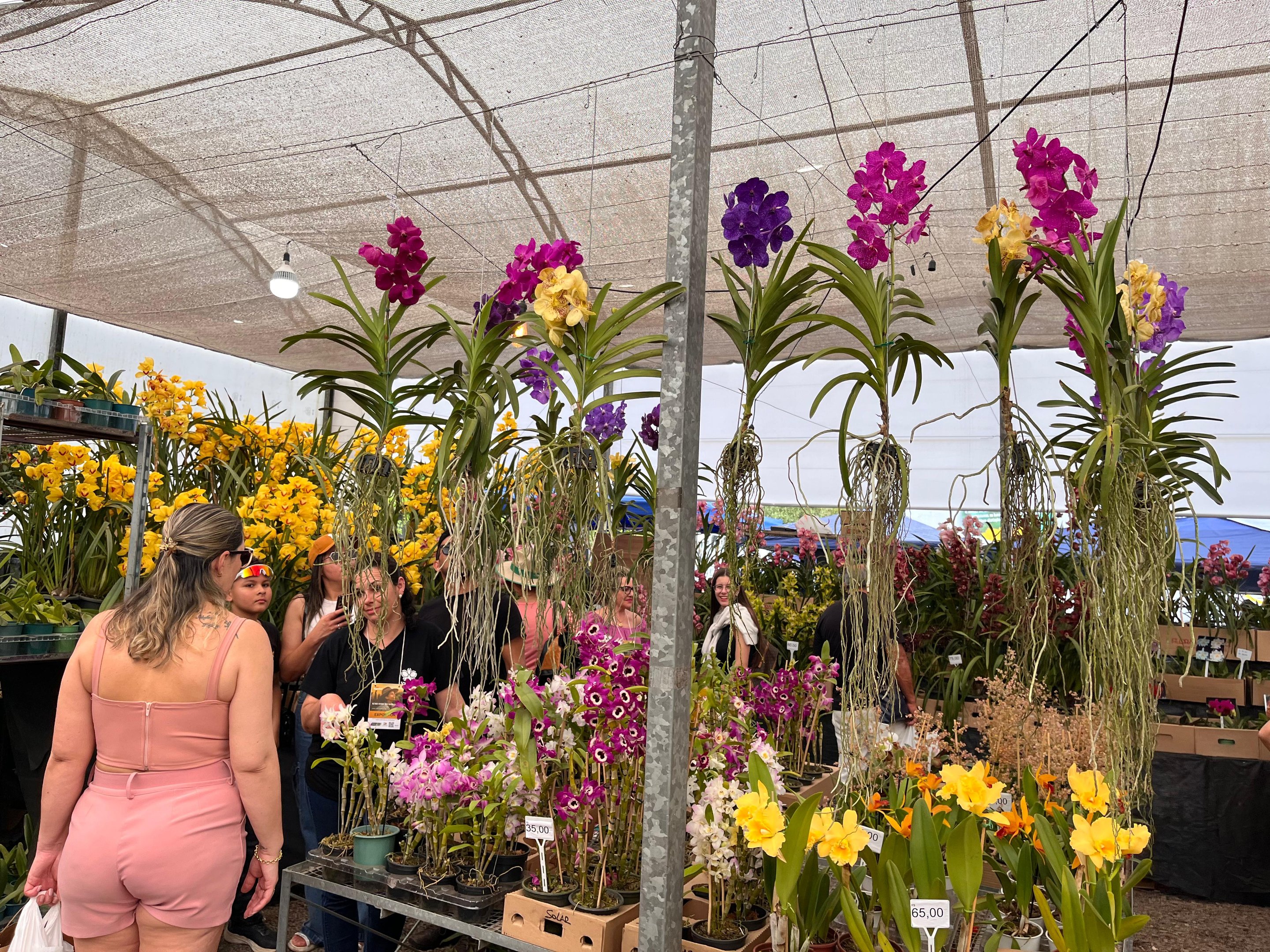 VÍDEO: Pavilhão das flores tem opções de orquídeas a partir de R$ 35 na Expointer