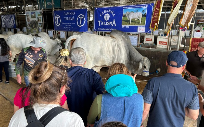 Animal mais pesado da feira em 2025 participa pela primeira vez da Expointer