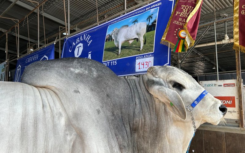 Animal é da raça Brahman