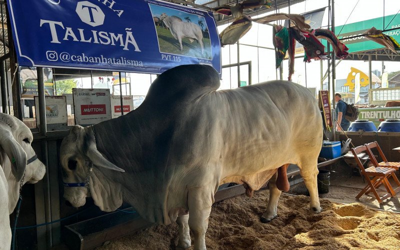 Touro Falcão tem 1.430 quilos