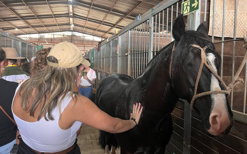Pavilhão dos cavalos crioulos chama atenção dos visitantes | abc+