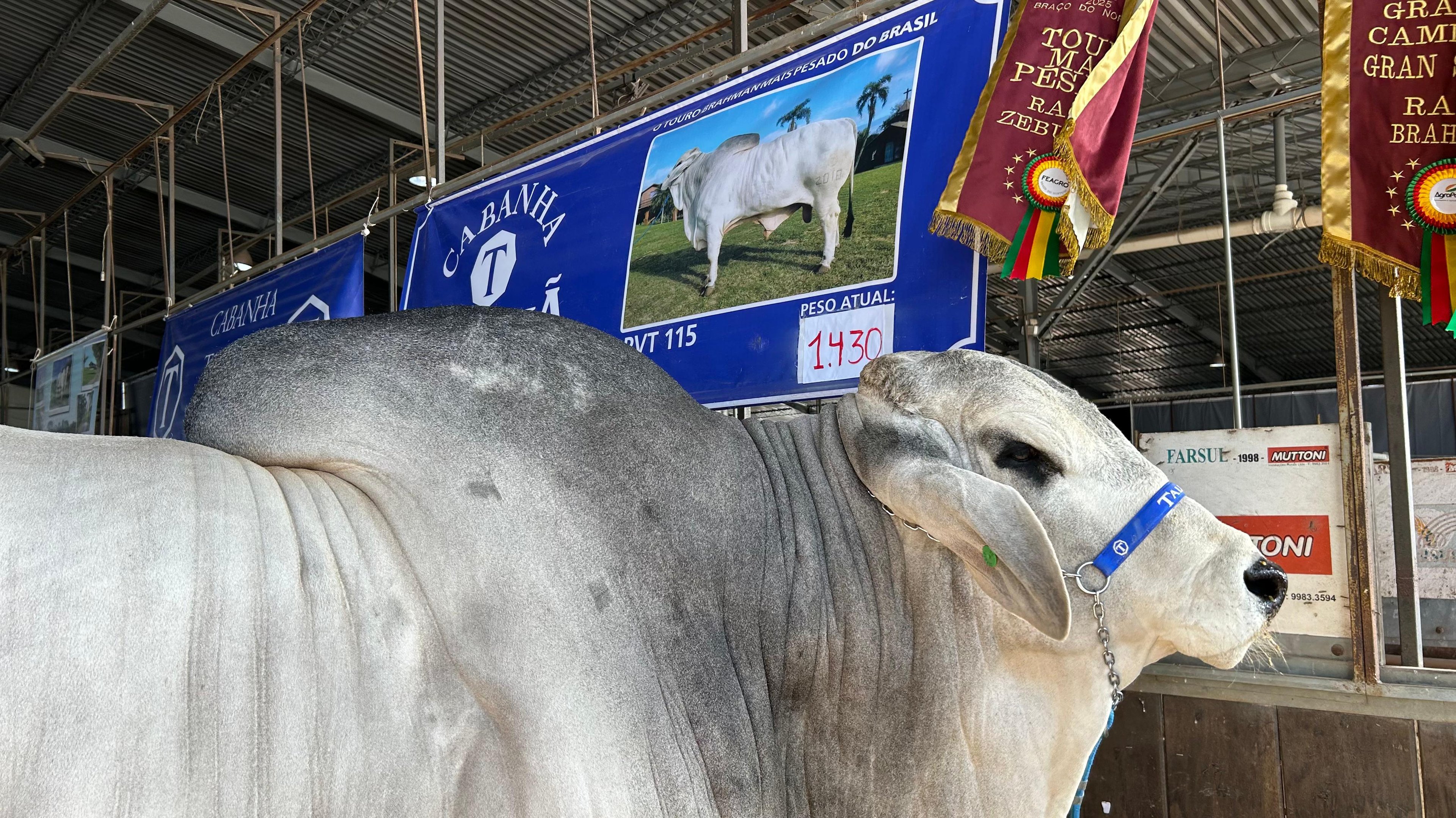 VÍDEO: Animal mais pesado da Expointer 2025 participa pela primeira vez da feira