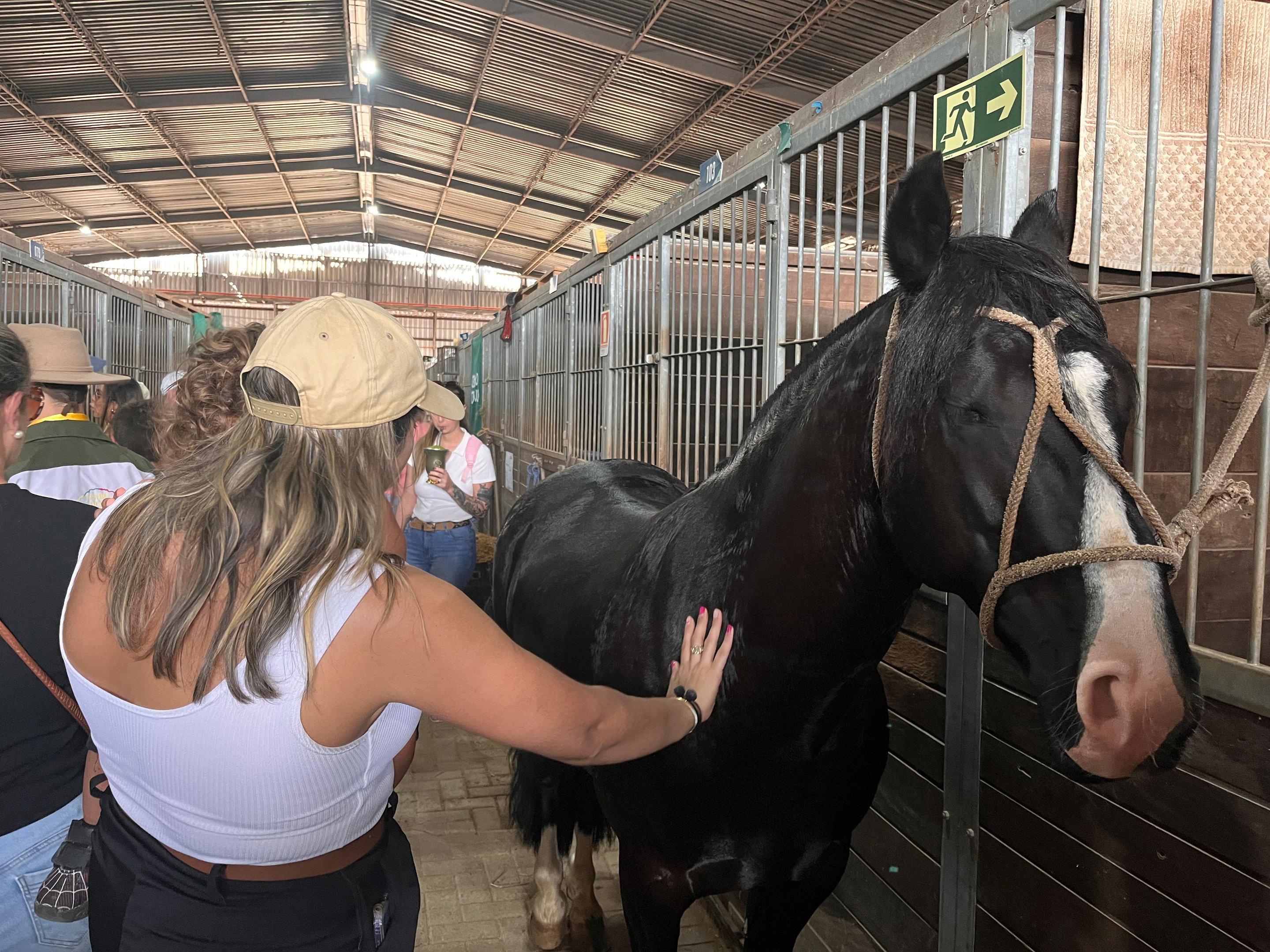 EXPOINTER: Cavalos Crioulos lideram participação e encantam visitantes na feira