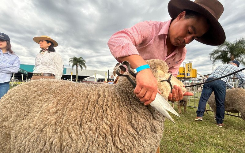 Raça Dohne Merino é originária da África do Sul | abc+