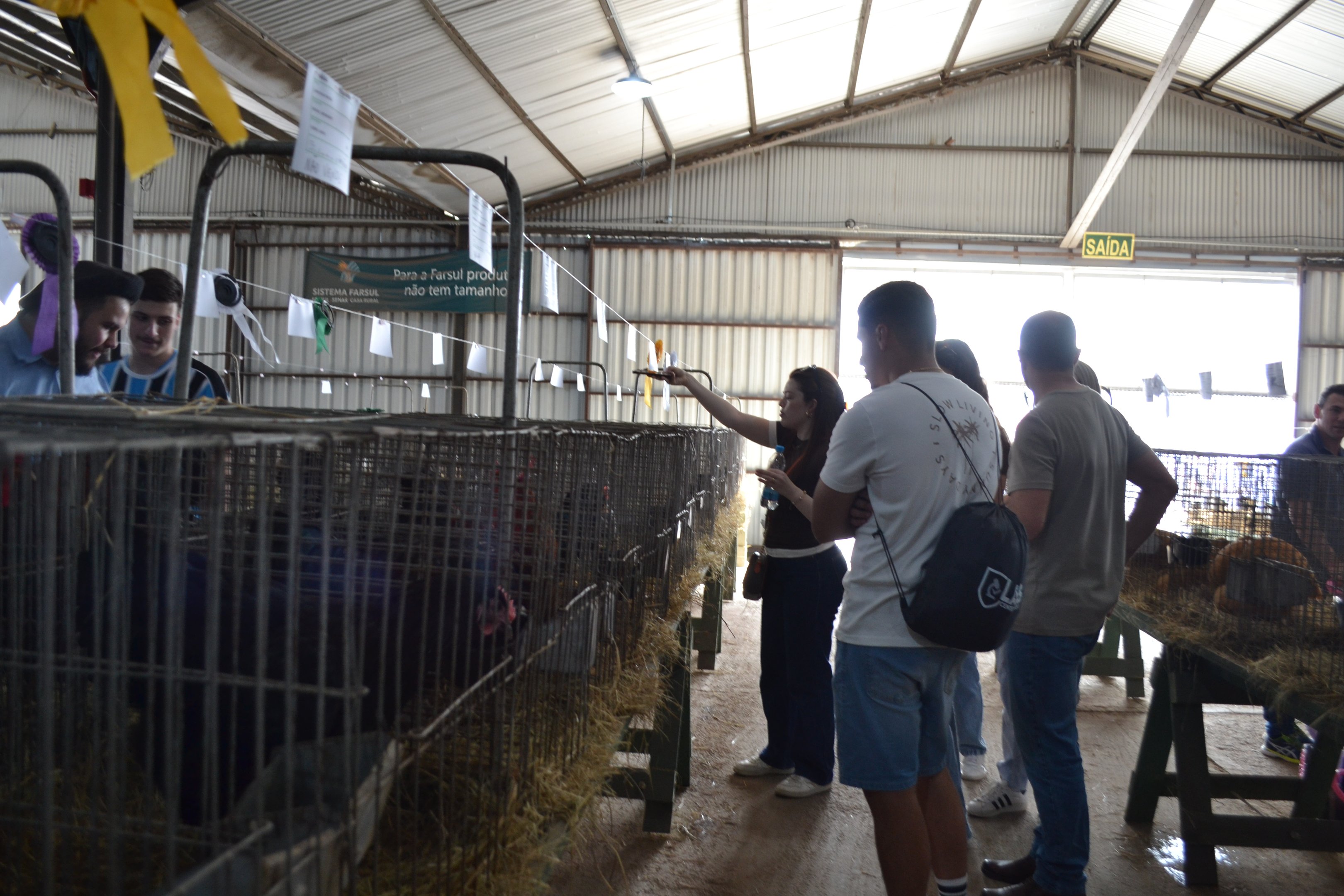 EXPOINTER 2025: aves, coelhos e chinchilas recebem avaliação de acadêmicos da Ulbra