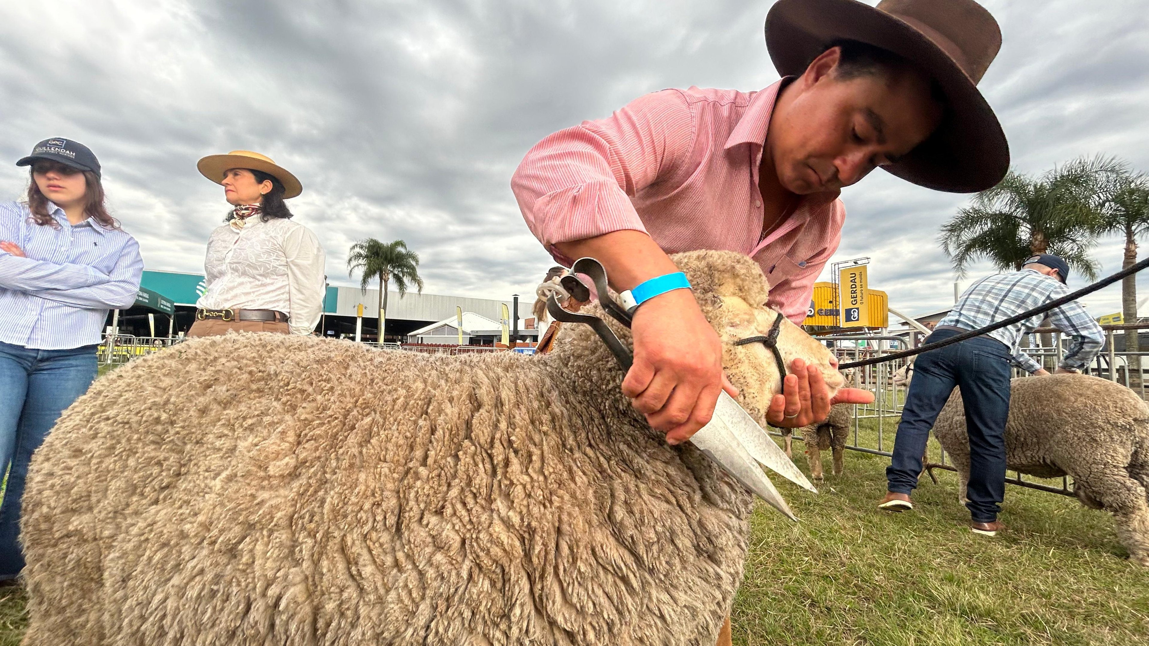 EXPOINTER 2025: Raça de ovelha originária da África do Sul é destaque pela dupla aptidão