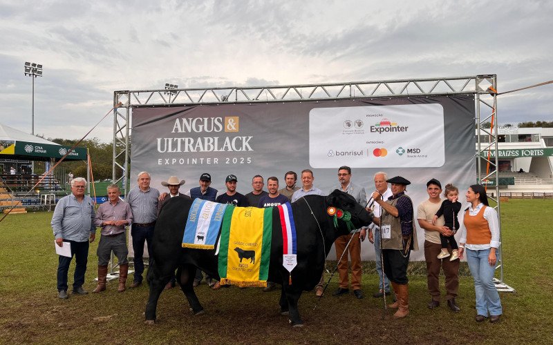 Touro de Antônio Prado foi escolhido como grande campeão da raça Angus | abc+