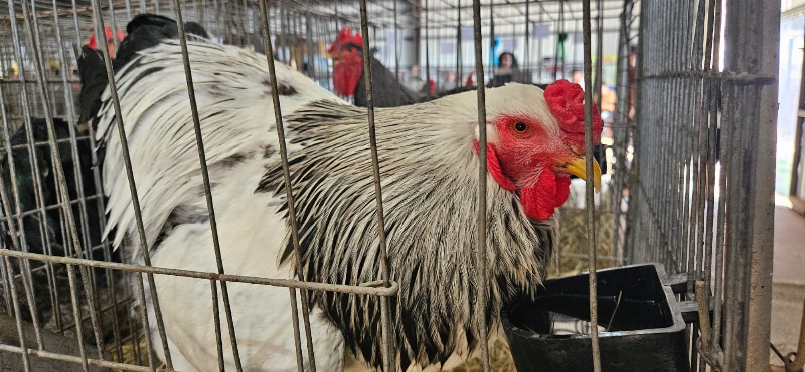 Aves estão de volta à Expointer: diferentes raças de galos e galinhas estão na feira 