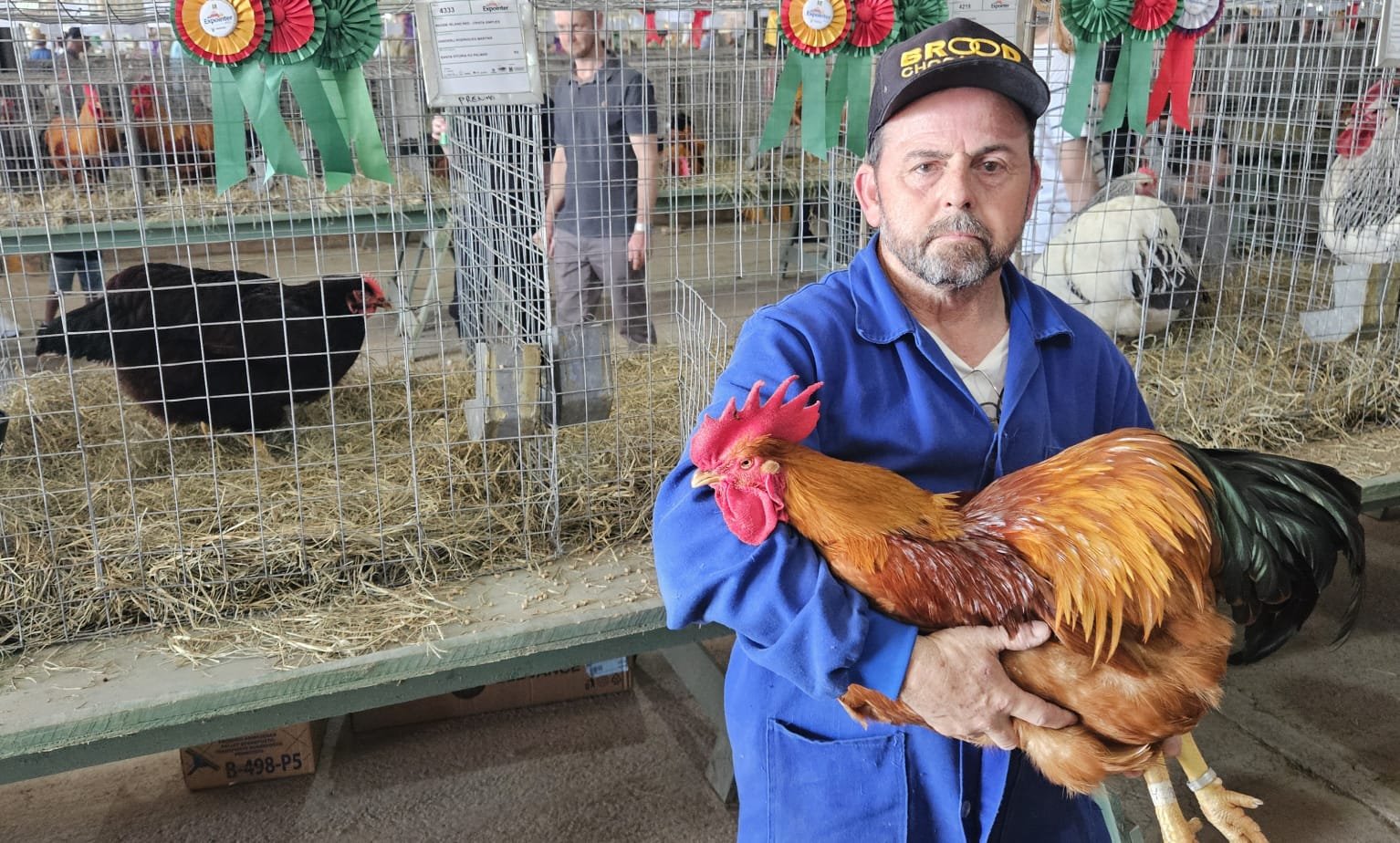Aves estão de volta à Expointer: Vanderli, de Santa Vitória do Palmar, mostra galo campeão