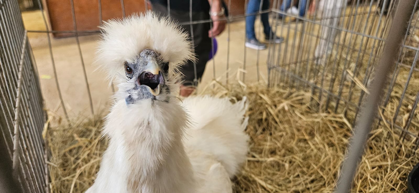 Aves estão de volta à Expointer: diferentes raças de galos e galinhas estão na feira 