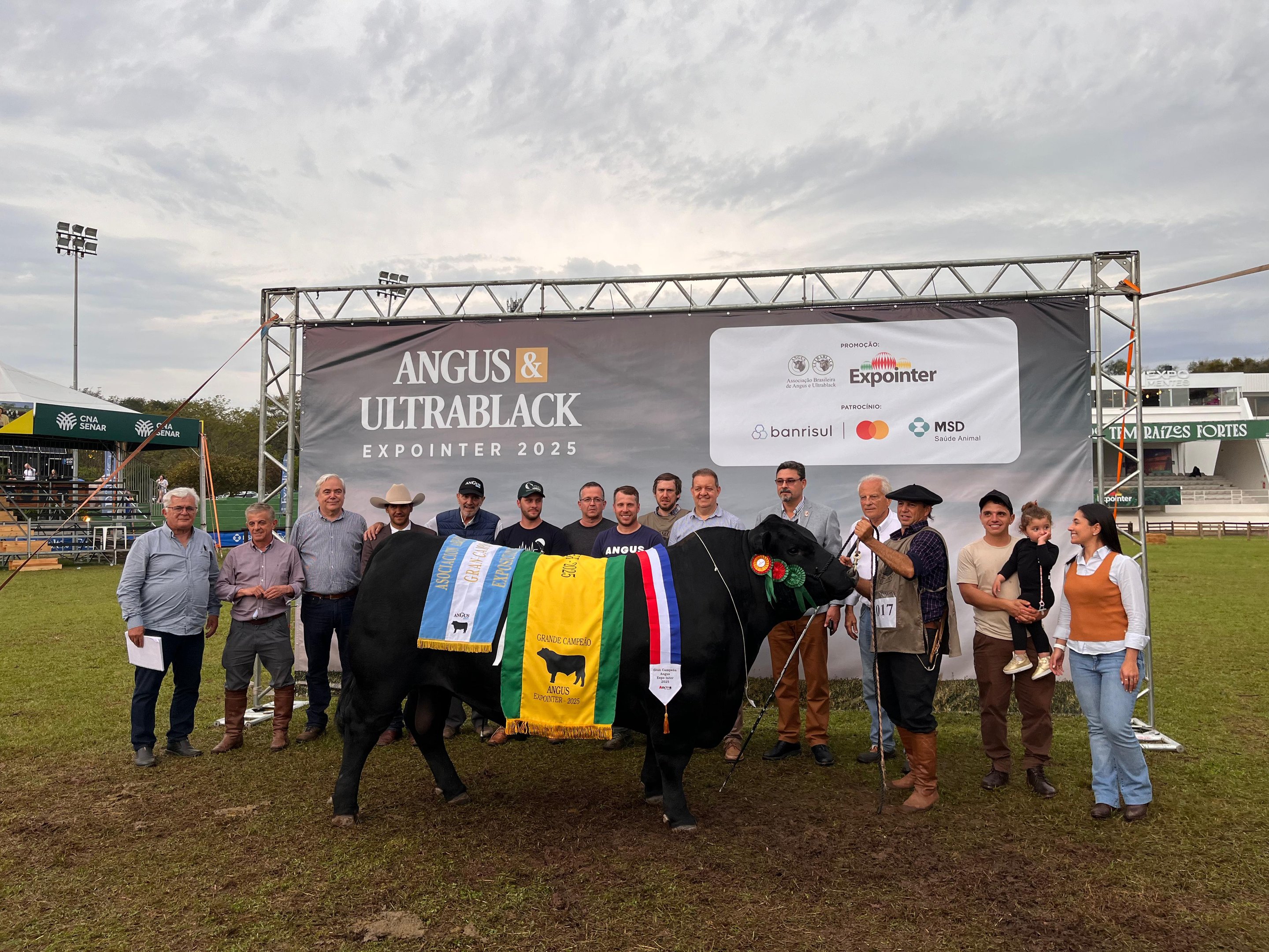 VÍDEO: Touro de Antônio Prado é escolhido como grande campeão da raça Angus na Expointer