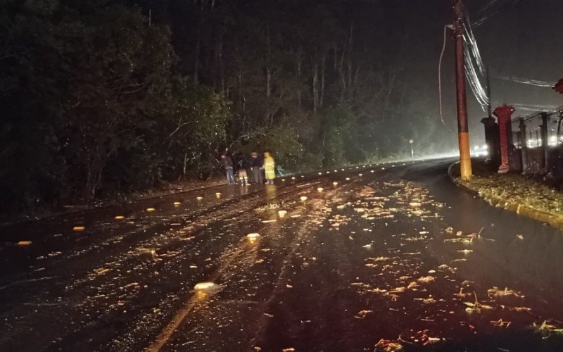 Estrada do Horto é liberada após queda de árvore na tarde desta quinta-feira (4)
