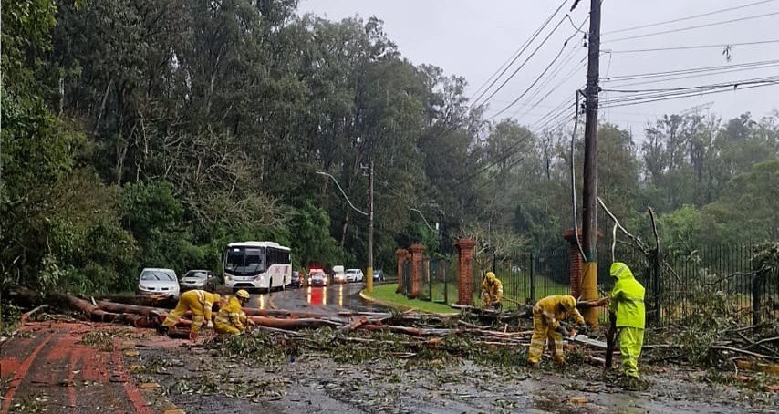 Árvore cai e interrompe trânsito na Estrada do Horto, em São Leopoldo