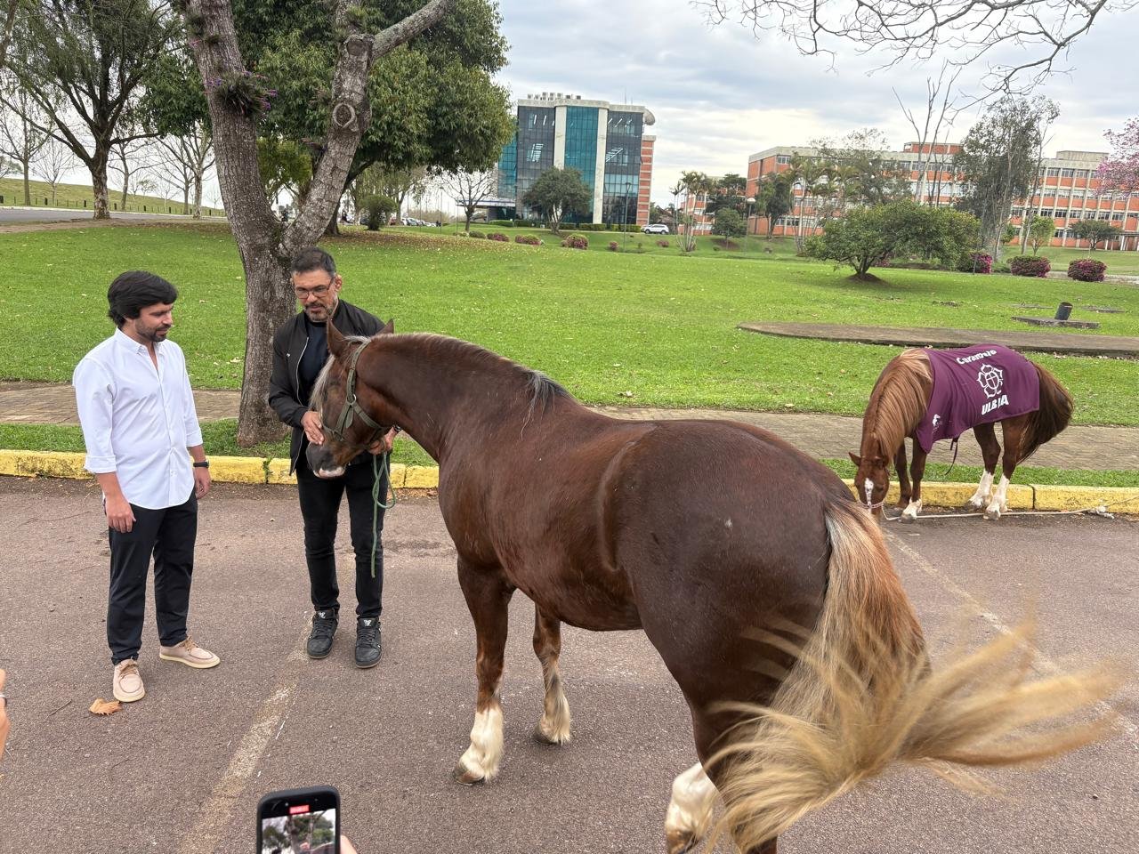 Cavalo Caramelo ganha companheiro crioulo que pertenceu ao ex-lutador Minotauro