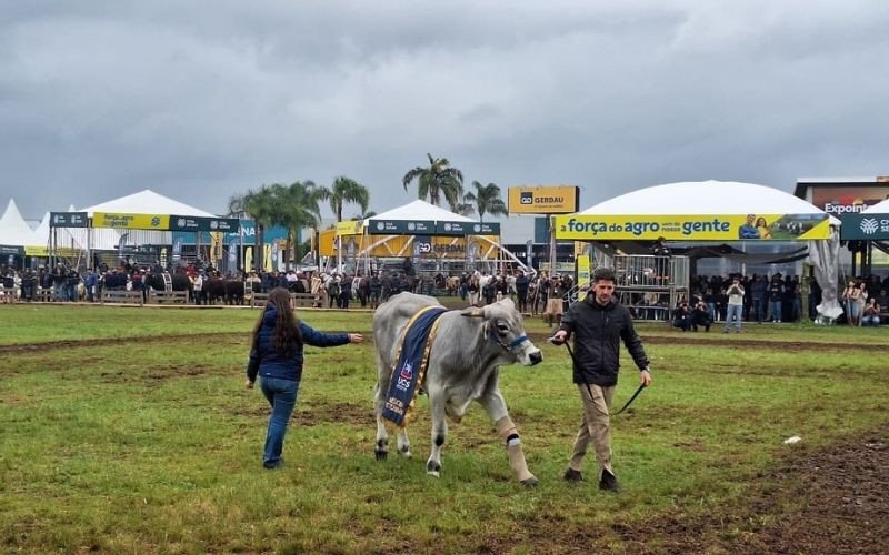 Boi resgatado após ser arrastado por enchente desfila na Expointer com prótese na pata

