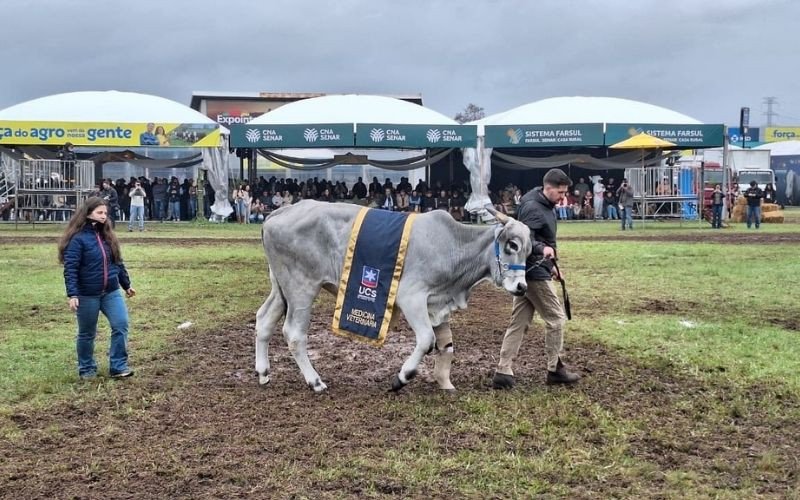 Boi resgatado após ser arrastado por enchente desfila na Expointer com prótese na pata
