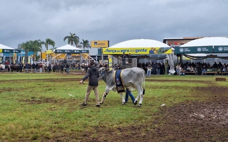 Boi resgatado após ser arrastado por enchente desfila na Expointer com prótese na pata

