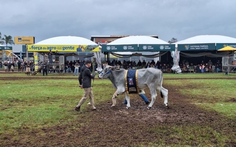 EXPOINTER: Boi resgatado após ser arrastado por enchente desfila com prótese na pata
