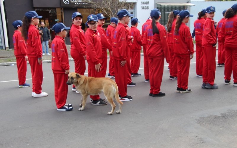 VÍDEO: Crianças, instituições e até cachorros caramelo participam dos desfiles cívicos de 7 de Setembro na região