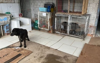 Com mais de 140 animais abrigados, centro de bem-estar animal segue com atividades suspensas em Novo Hamburgo