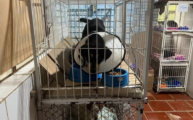 Apesar do recolhimento de cães continuar suspenso, cães já abrigados seguem em tratamento | abc+