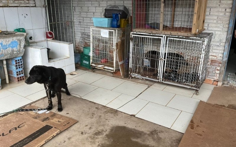 Superlotação do Cempra faz com que cães tenham que ser amarrados no espaço externo do centro | abc+