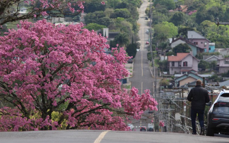 Ipê florido no acesso ao bairro Jardim Panorâmico, em Ivoti